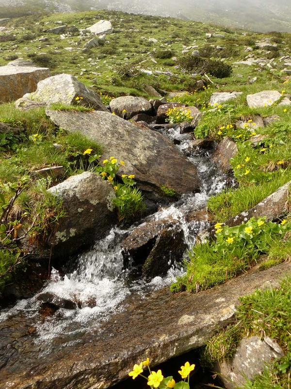 Il piccolo rio in Località Luset, in Alta Val Frassaia, dove fu scoperto Drusus delmastroi