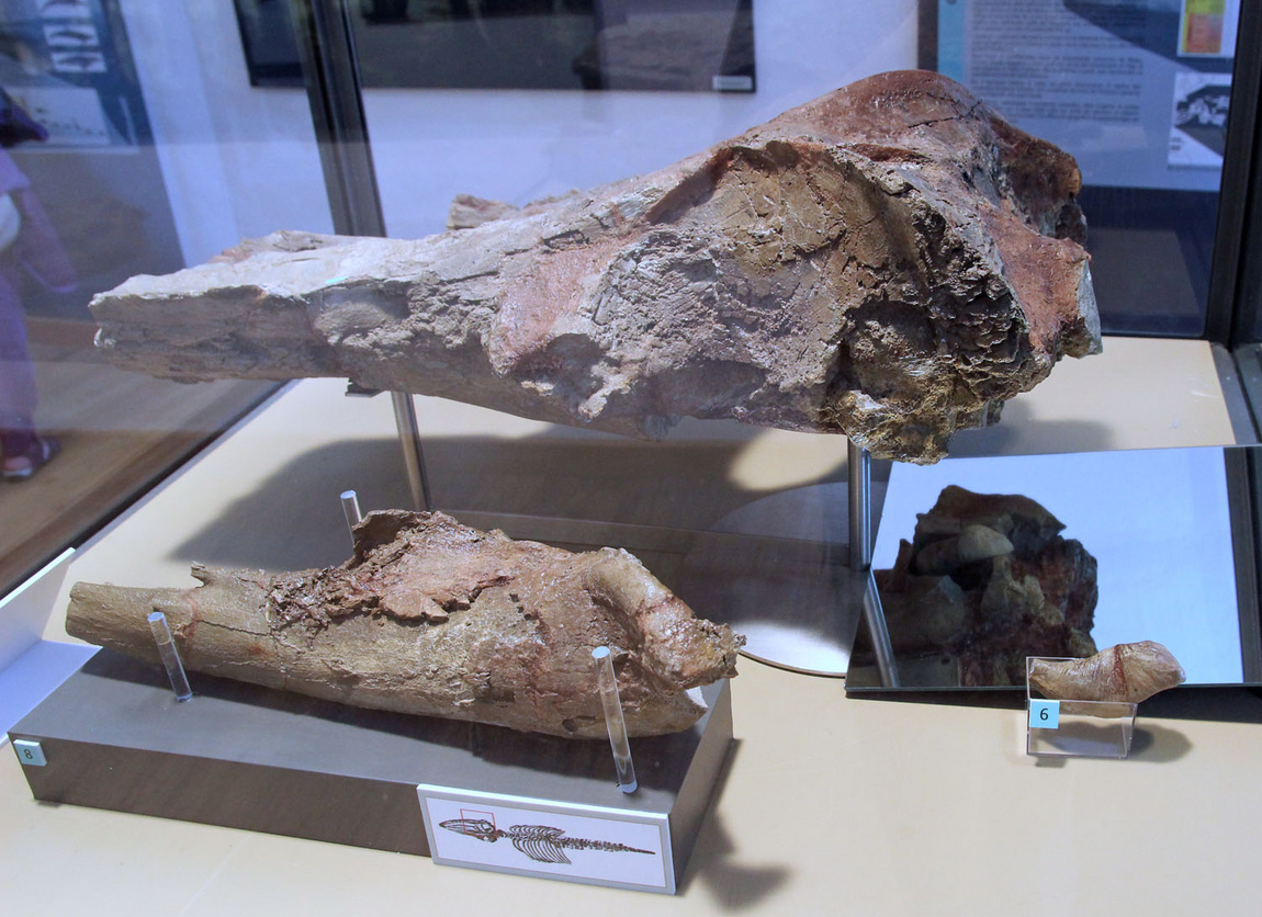 Cranio fossilizzato di balenottera
