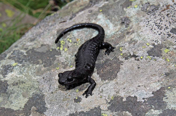 Salamandra di Lanza fotografata nel suo ambiente naturale, su una roccia in un prato del Pian del Re, in valle Po