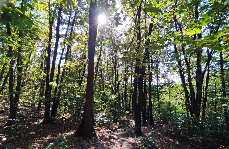 foto controluce del bosco con il sole tra gli alberi fitti
