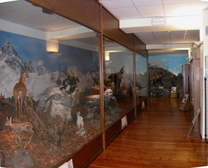 Le vetrine del Museo Naturalistico del Po