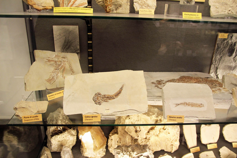 Vetrina dei fossili con pesci e uccelli dell'albese.