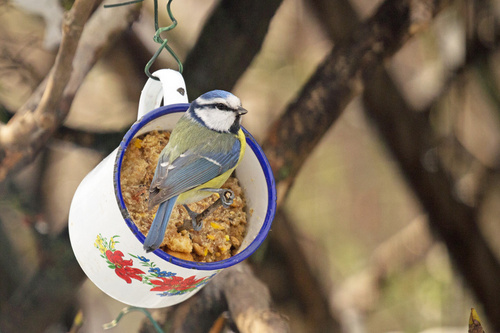 Una cinciarella posata sul legnetto che sporge da una tazzina appesa con dentro del grasso con biscotti