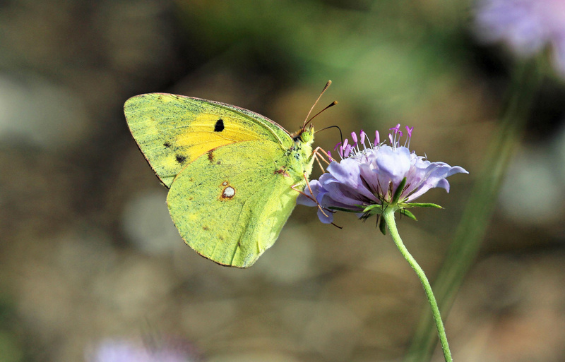 Una farfalla gialla su un fiore