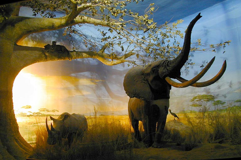Fotografia del grande diorama al museo di Milano, con vari animali africani fra cui l'elefante con la proboscide alzata, un rinoceronte, e a sinistra, su un ramo di un baobab, un leopardo con una zebra come preda.