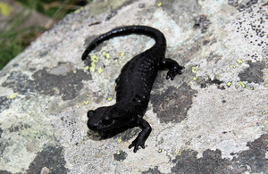 Una Salamandra di Lanza su una roccia