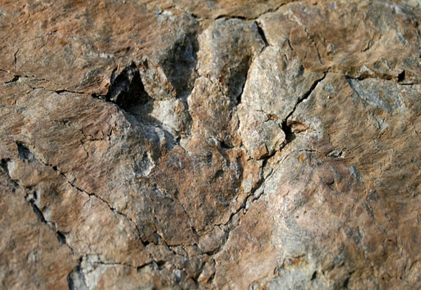Fotografia di un'orma di Ticinosuchus ferox