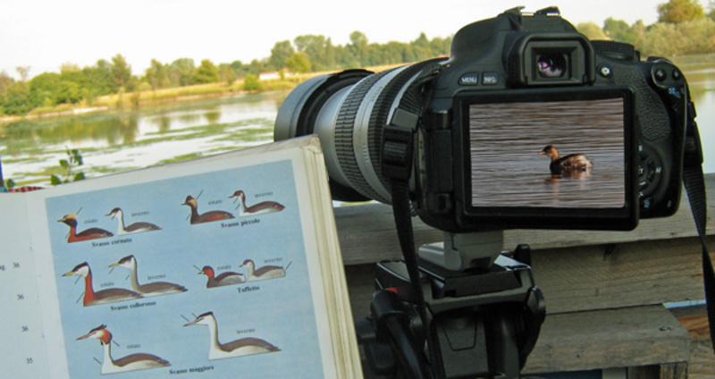 Fotocamera con teleobiettivo al capanno, e guida da campo per il riconoscimento degli uccelli e foto a un Tuffetto