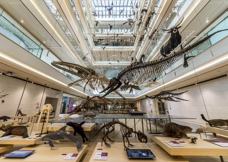 Fotografia dell'interno del MUSE di Trento: gli animali sono appesi a fili lungo tutto lo spazio interno del museo, che si innalza per 5 piani intorno alla grande spazio libero centrale. Si vedono, fra gli altri, scheletri di balene, un cranio di tricheco, un castoro, vari uccelli e un bovino 