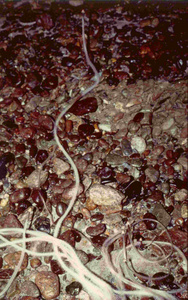 Dei funghi nella grotta del Rio Martino