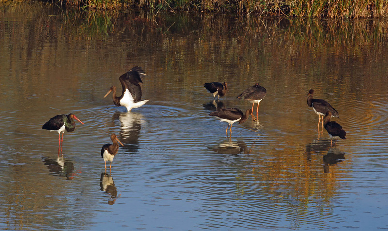 Un gruppo di 8 Cicogne nere nell'acqua bassa di un lago dell'Oasi