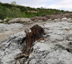 Un pezzo di legno della foresta fossile, sulla riva del fiume