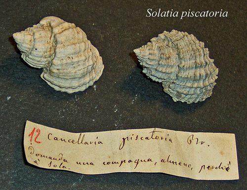 Conchiglie fossili col bigliettino originale di Federico Craverider