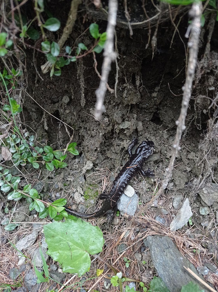 Salamandra di Lanza diretta al suo rifugio fra le radici di un albero
