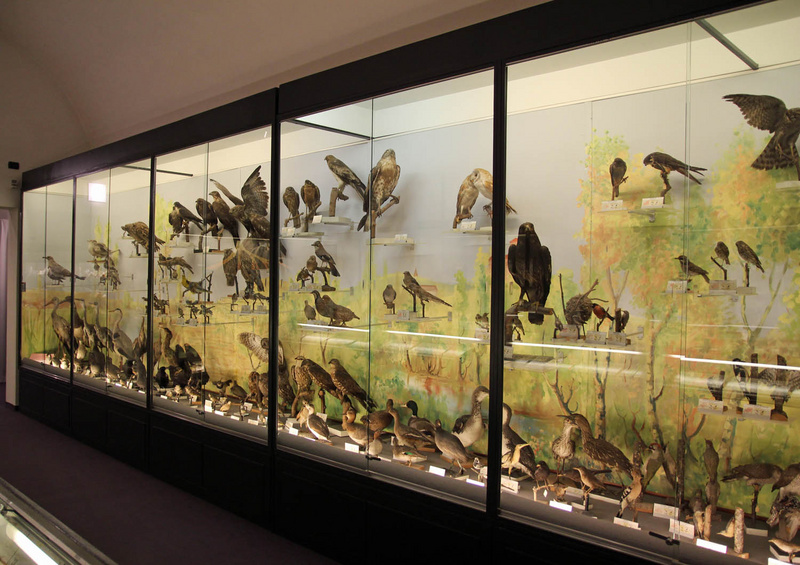 La grande vetrina degli Uccelli con il fondale dipinto con un paesaggio con alberi