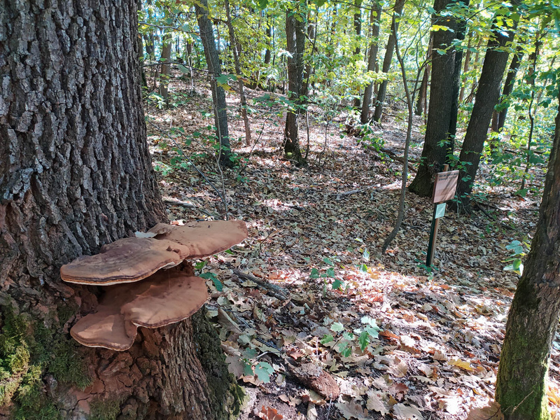 Scorcio del bosco con grande fungo a mensola su un tronco e i cartelli indicativi sullo sfondo