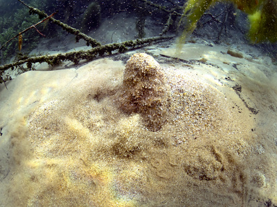 Sabbia smossa sollevata dall'acqua sul fondo della risorgiva