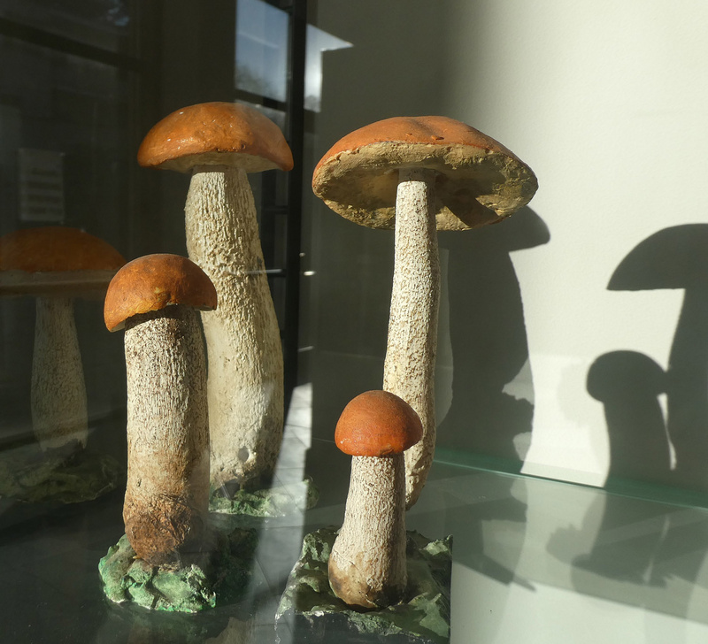 Quattro dei funghi esposti nelle vetrine del museo: si tratta di Porcinelli rossi, Leccinum aurantiacum