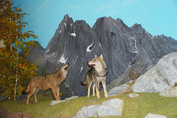 Lupi imbalsamati sullo sfondo delle montagne