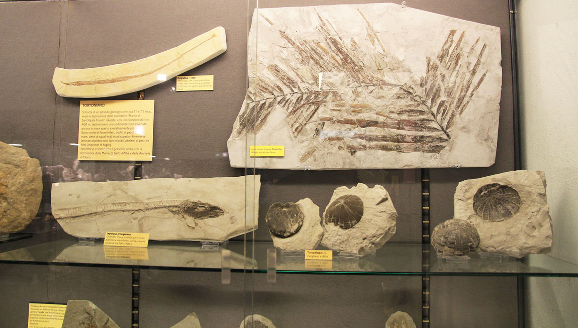Vetrina con pesci e foglia di palma fossili