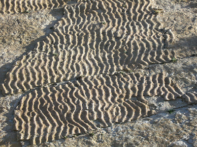 Fotografia dei "ripple mark", cioè le rocce che hanno conservato la forma ondulata che avevano quando, essendo ancora sabbia, il mare le aveva modellate col moto ondoso vicino a riva