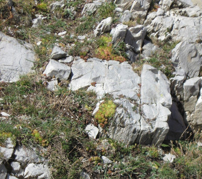 Una roccia calcarea che spicca, bianca, su un prato della gardetta