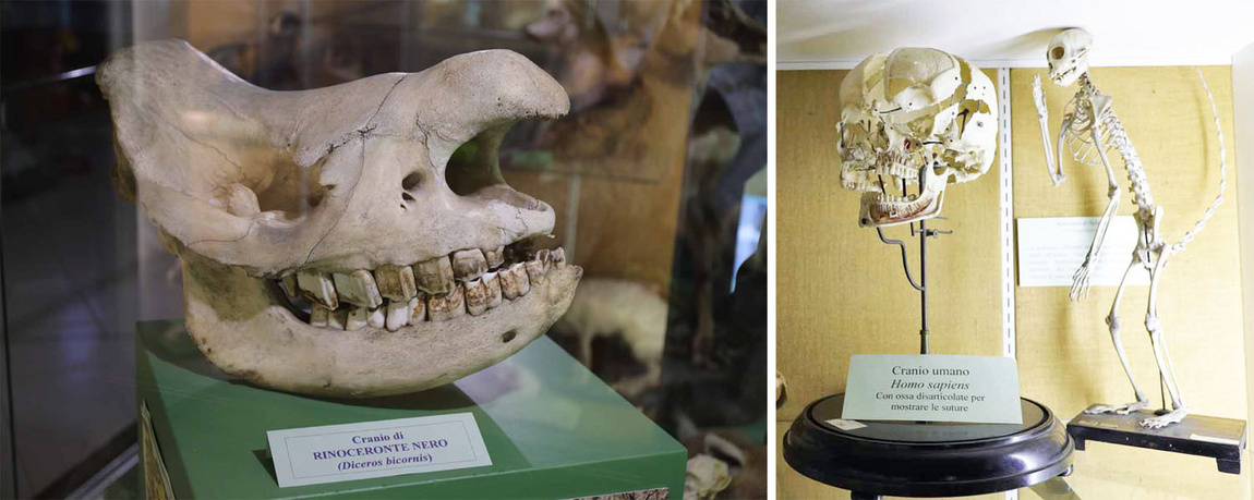 Cranio di Rinoceronte nero e cranio umano in preparazione "esplosa" cn le ossa separate una dall'altra