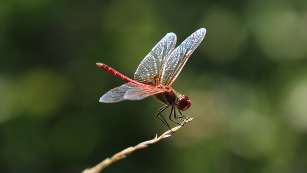 Un maschio di Cardinale venerosse, una libellula rossa