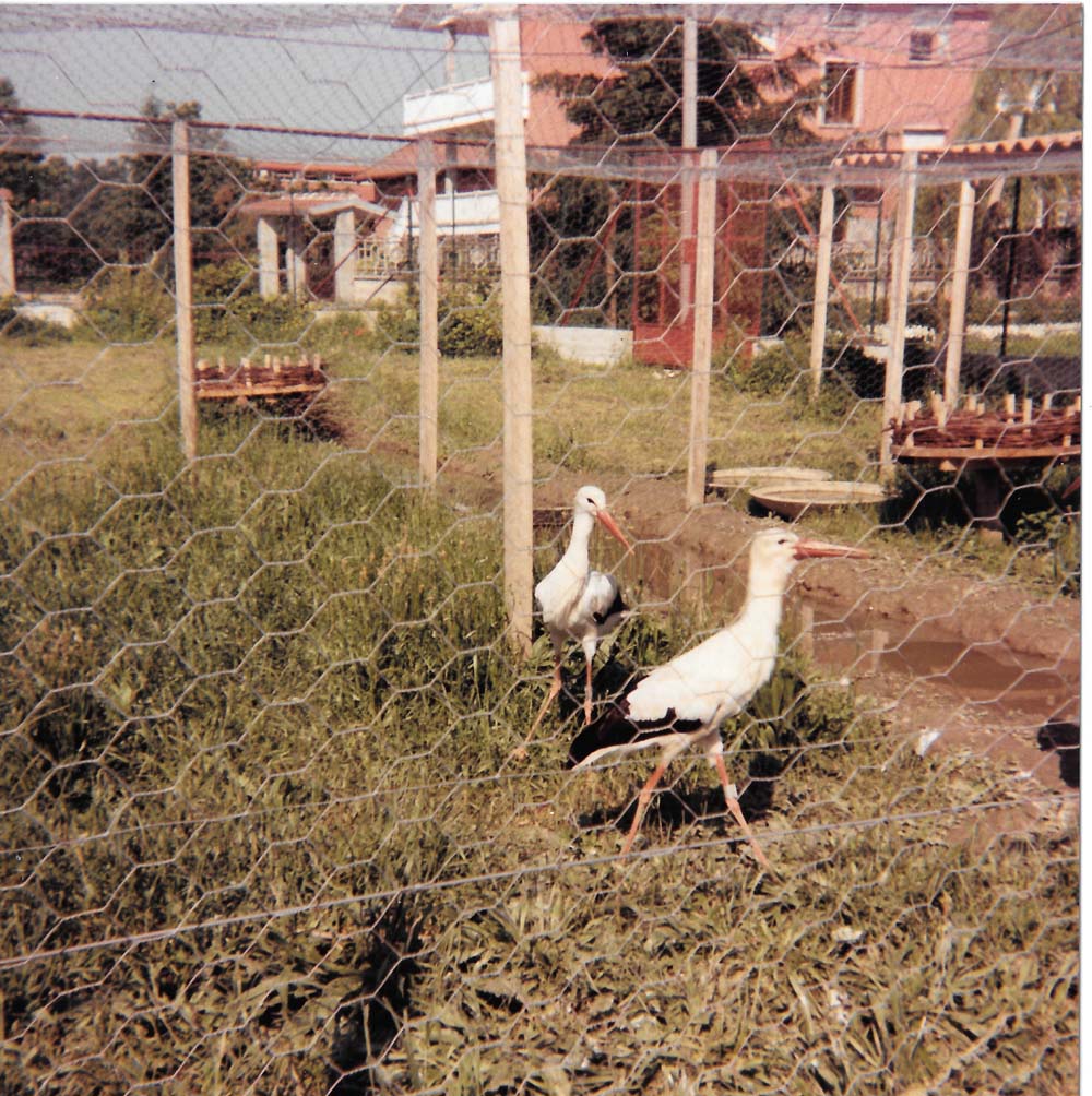 La voliera del 1986 con due cicogne visibili che camminano a terra, fra i nidi interni alla rete, posti a terra anch'essi