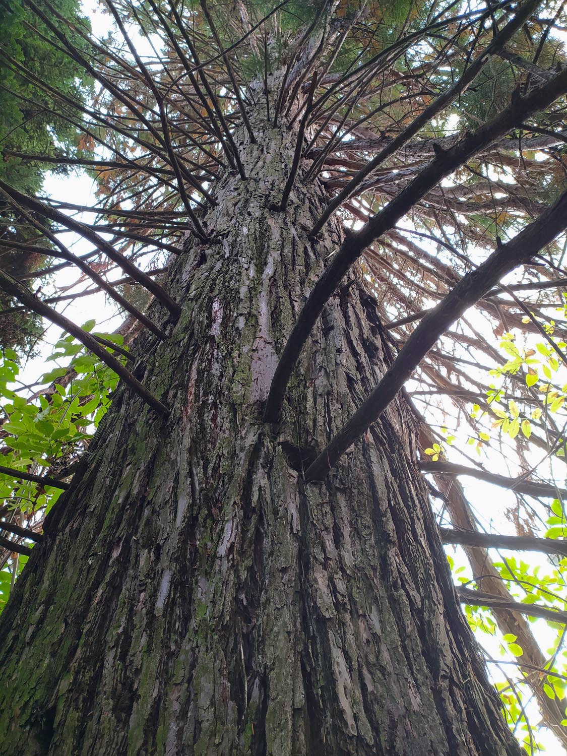Sequoia vista da sotto in su, con i rami sottili che escono dal grande tronco in modo quasi perpendicolare, disposto a spirale